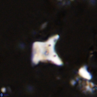 Palaeorhomboaster svabenickae 33820