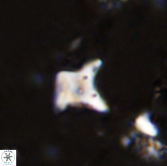 Palaeorhomboaster svabenickae 33820