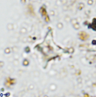 Palaeorhomboaster svabenickae 33821