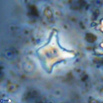 Palaeorhomboaster svabenickae 33822