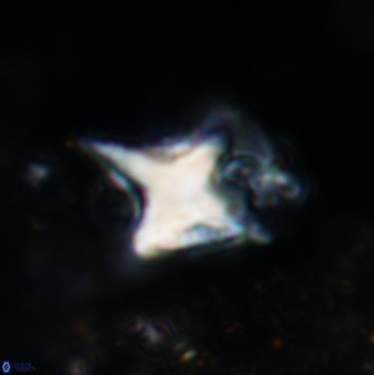 Palaeorhomboaster svabenickae VR 00902