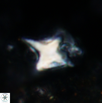 Palaeorhomboaster svabenickae VR 00902