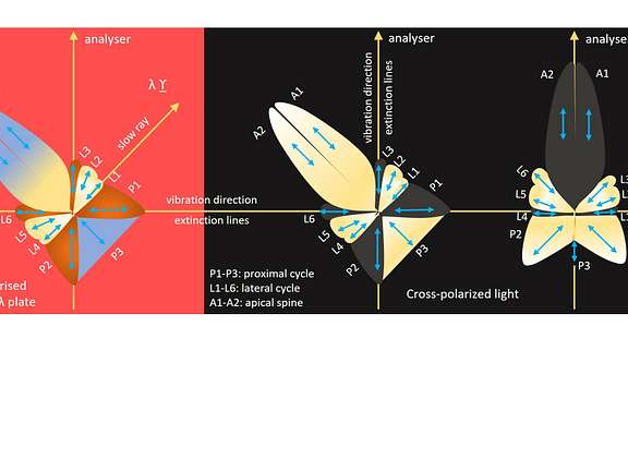 Parallel Extinction5