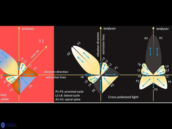 Parallel extinction in Sphenolithus didymikoryfi