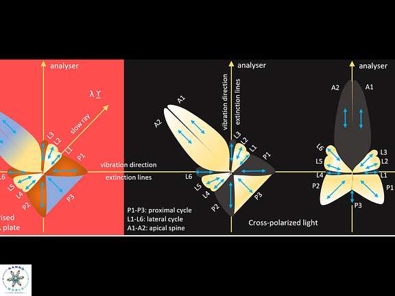 Parallel extinction in Sphenolithus didymikoryfi