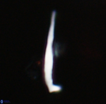 Pemma unicata VR 33649