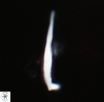 Pemma unicata VR 33649