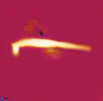 Pemma unicata VR 33655