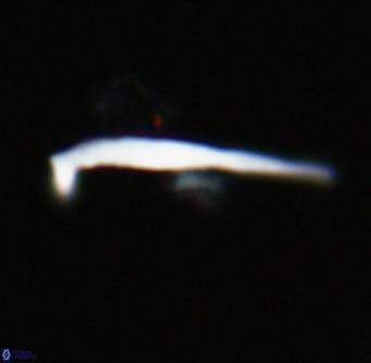 Pemma unicata VR 33656