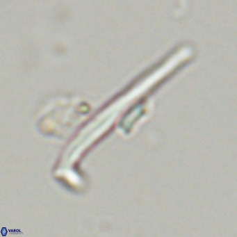 Pemma unicata VR 33657