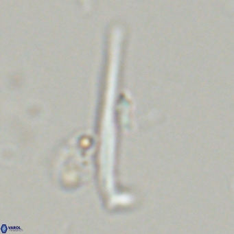 Pemma unicata VR 33658