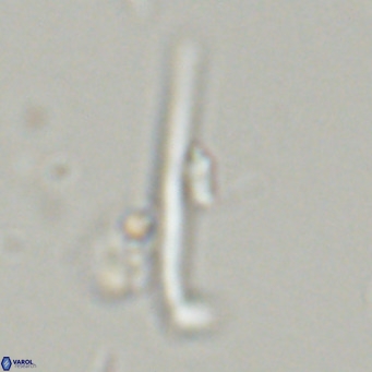 Pemma unicata VR 33659
