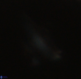 Pemma unicata VR 33652