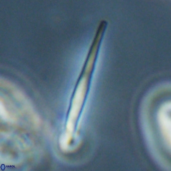 Pemma unicata VR 33664