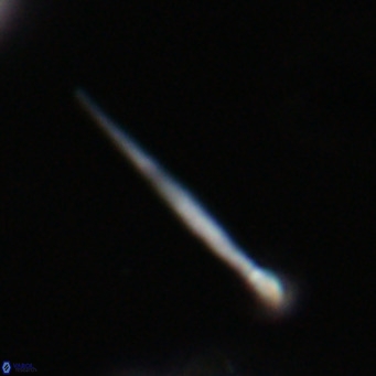 Pemma unicata VR 33667