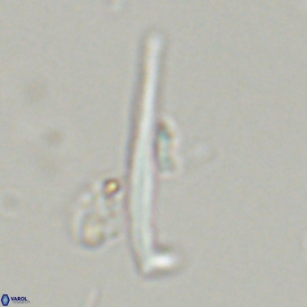 Pemma unicata VR 33660