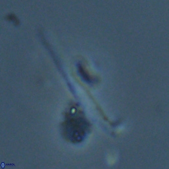 Pemma unicata VR 33661