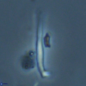 Pemma unicata VR 33662