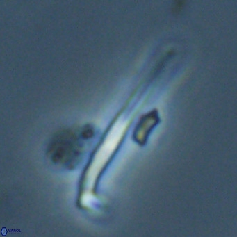 Pemma unicata VR 33663