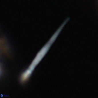 Pemma unicata VR 33670
