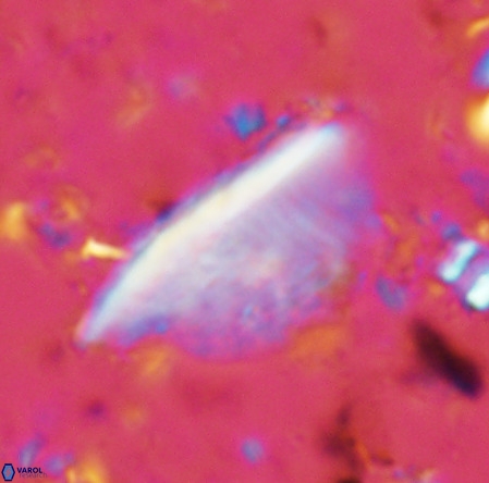 Pennalithus extensus VR 06440