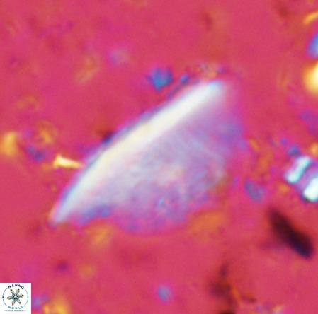 Pennalithus extensus VR 06440