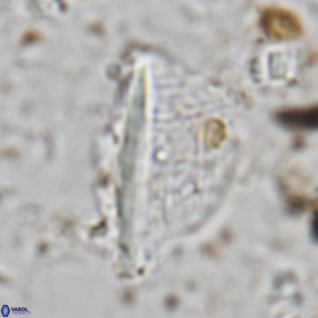 Pennalithus extensus VR 06429