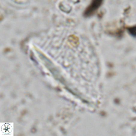 Pennalithus extensus VR 06430