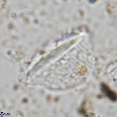 Pennalithus extensus VR 06431