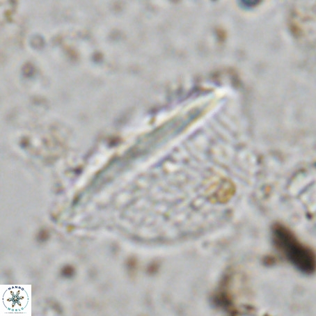 Pennalithus extensus VR 06431