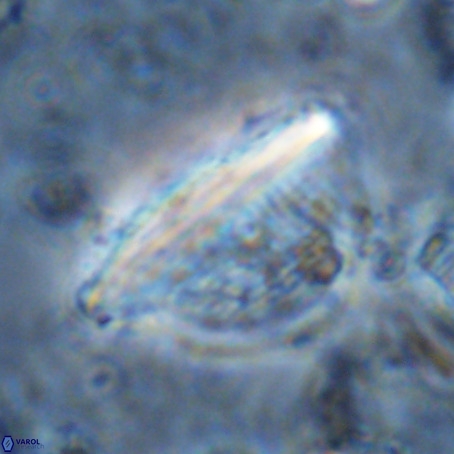 Pennalithus extensus VR 06432