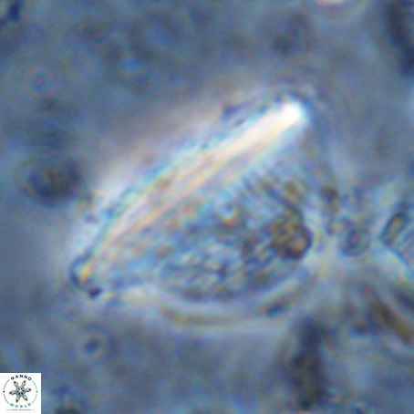 Pennalithus extensus VR 06432