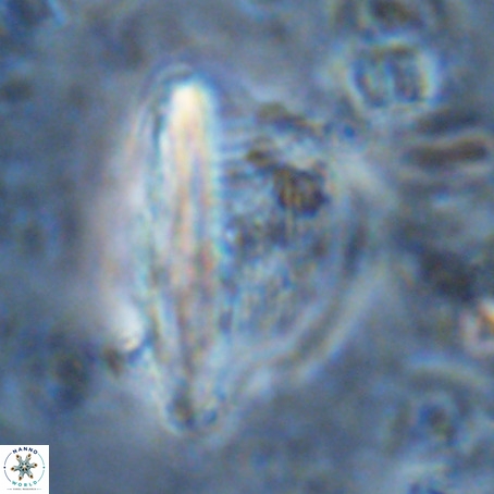 Pennalithus extensus VR 06433