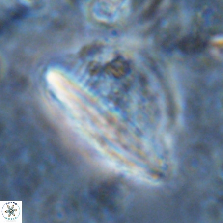 Pennalithus extensus VR 06434