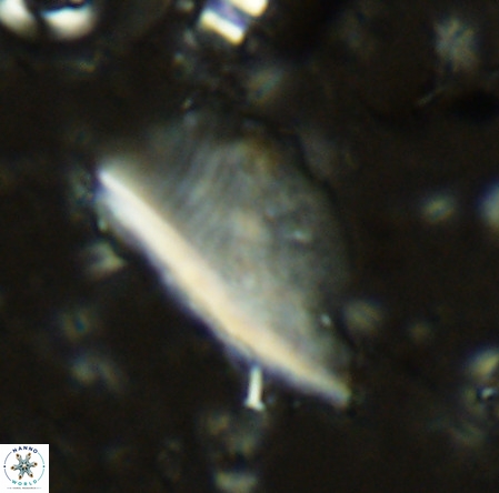 Pennalithus extensus VR 06435