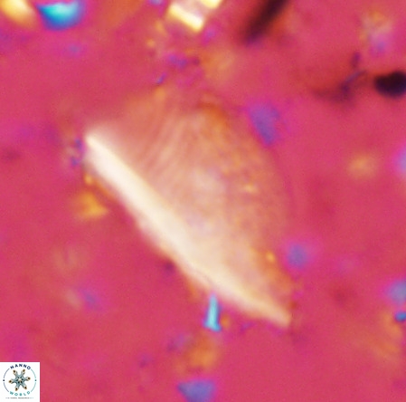 Pennalithus extensus VR 06436
