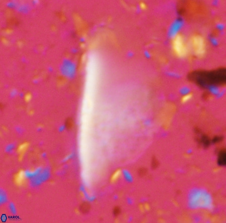 Pennalithus extensus VR 06437