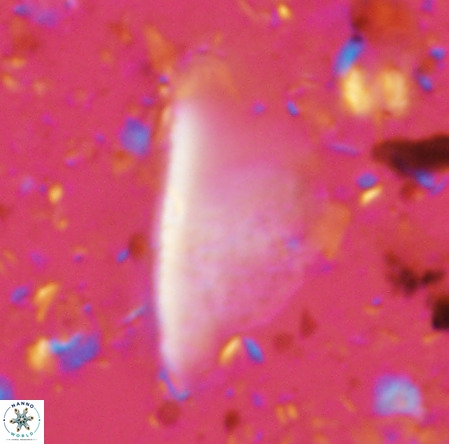 Pennalithus extensus VR 06437