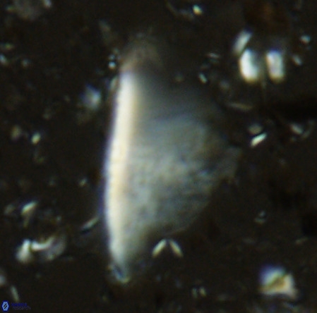 Pennalithus extensus VR 06438