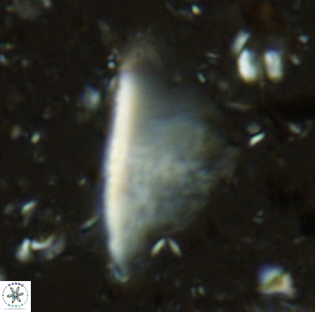 Pennalithus extensus VR 06438
