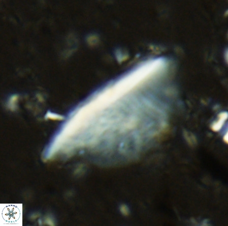 Pennalithus extensus VR 06439