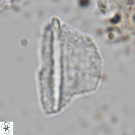 Pennalithus extensus VR 10070