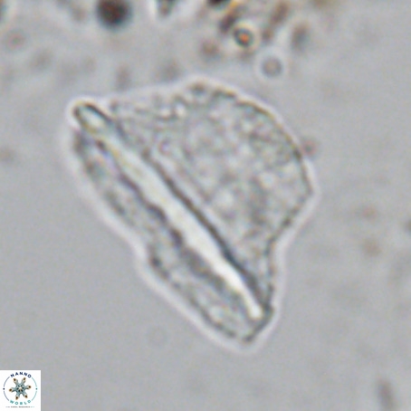 Pennalithus extensus VR 10072