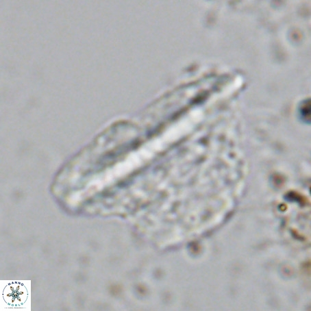 Pennalithus extensus VR 10073