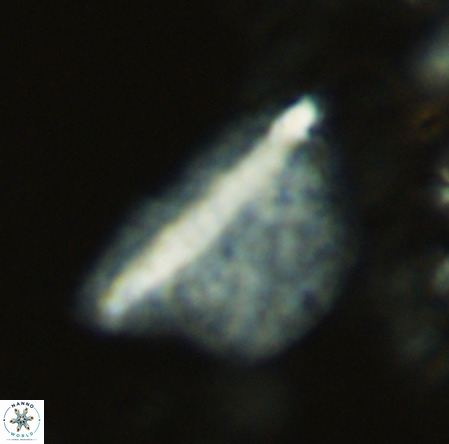 Pennalithus extensus VR 10074