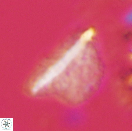Pennalithus extensus VR 10075