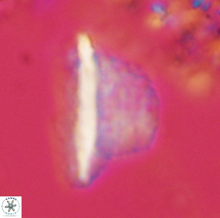 Pennalithus extensus VR 10076