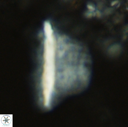 Pennalithus extensus VR 10077
