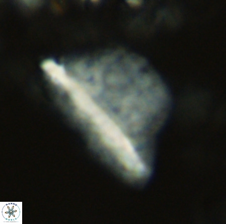 Pennalithus extensus VR 10078