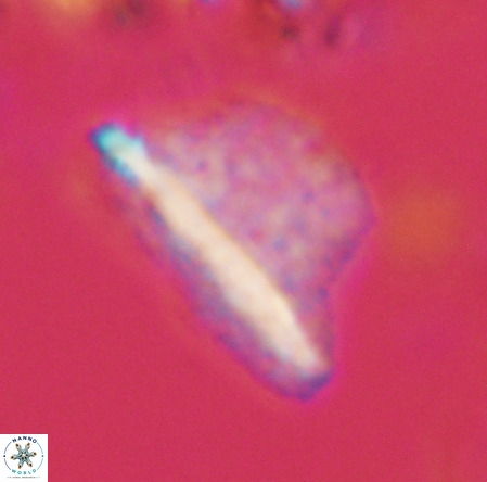 Pennalithus extensus VR 10079